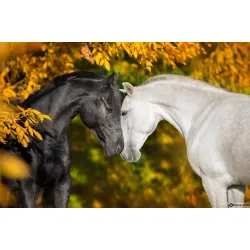 ЕКО Диамантен гоблен Ин и Ян