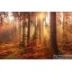 ЕКО Диамантен гоблен Есен в гората - Goblena.COM
