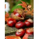 Диамантен гоблен Кестени - Goblena.COM